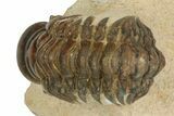Crotalocephalina Trilobite - Foum Zguid, Morocco #186701-5